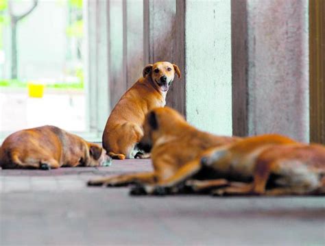 Atlántico muerte de perro atacado con machete en Ponedera