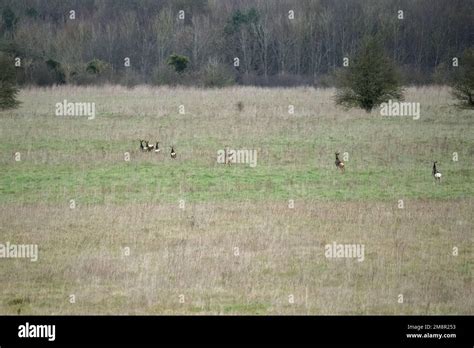 Herd Of Wild Roe Deer Capreolus Capreolus Running Acroos Grass