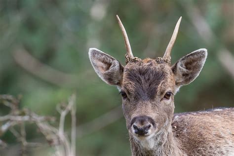 Damhert Fallow Deer C N Flickr