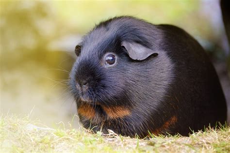 Five Tips On Caring For Your First Guinea Pig Vet Help Direct