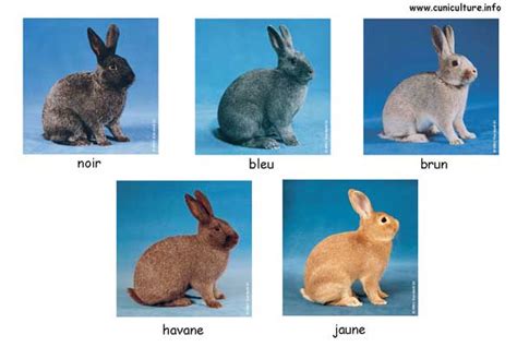 Argente Brun - Rabbit