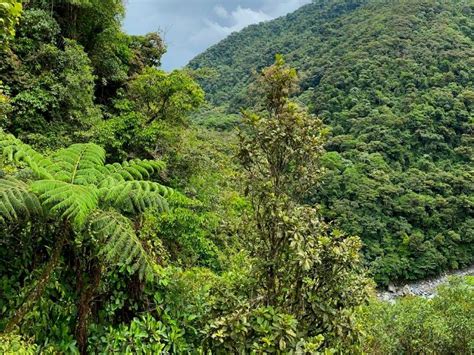 Flora Y Plantas De La Selva Del Manu Parque Nacional De Manu