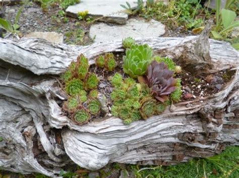 Really Rustic Root Planter Rosenbaums Landscaping And Nursery