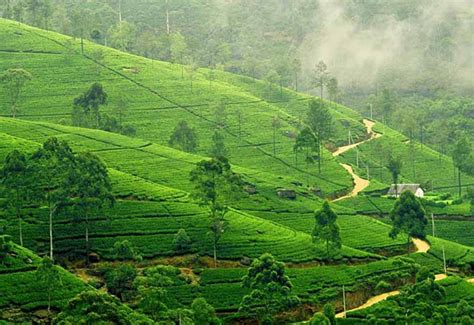 Nuwara Eliya Day Tour Beyond Getaways