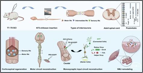 【中国声音】nt3 壳聚糖支架重建成年大鼠脊髓损伤后新生神经元的环路 脑医汇 神外资讯 神介资讯