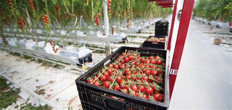 Thanet Earth unable to sell £300k worth of tomatoes - Hort News