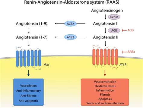 Reninangiotensinaldosterone System RAAS ACE ACE2 Balance