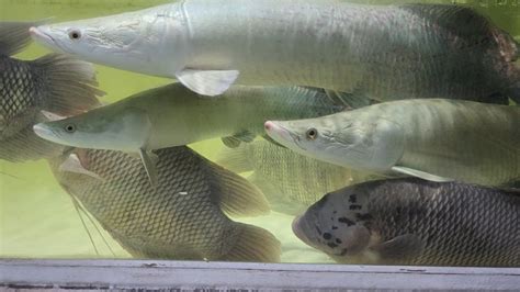 Watching White Arapaima Fish First Time At Thailand Fish Market YouTube