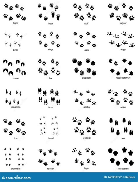 wild animal footprints pictures 9