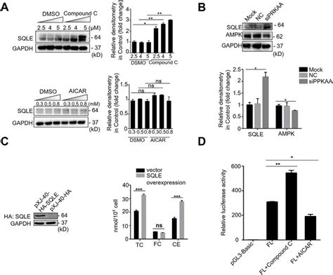 Inhibition Of The Ampk Signalling Pathway Upregulated Sqle Expression