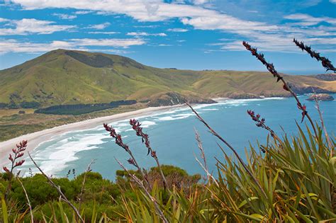 Otago Wildlife Cruise Penguin Tour View Details