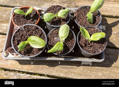 Courgette Plant Seedling Uk Hi Res Stock Photography And Images Alamy