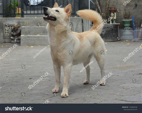 Kintamani Bali Dog Indonesian National Breed Stock Photo 1724869540