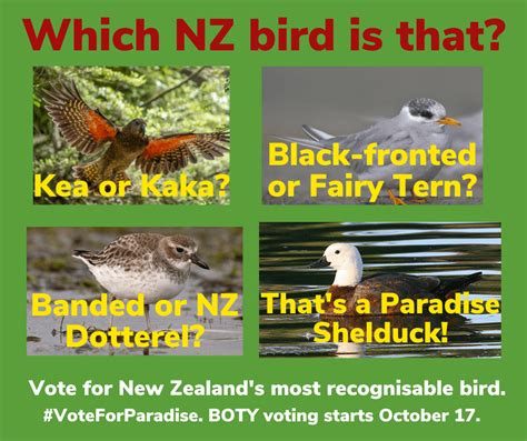 Bird of the Year 2022 voting is now open. Go to birdoftheyear.org.nz to ...