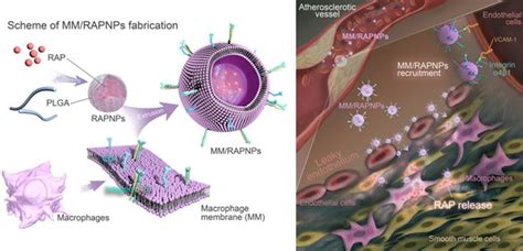 Macrophage Membrane Functionalized Biomimetic Nanoparticles For