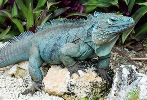 Let's Go Wild — Grand Cayman Blue Iguana Endemic to Grand Cayman...