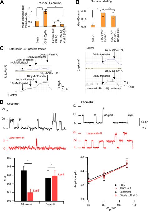 Actin Depolymerization Alters Pde3a Dynamics And Its Functional