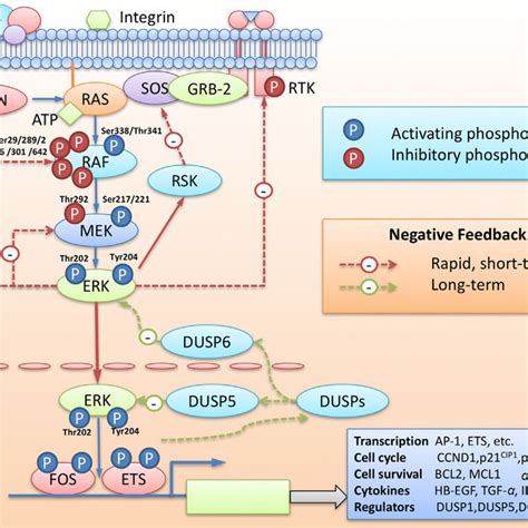 (PDF) Targeting ERK, an Achilles' Heel of the MAPK pathway, in cancer ...