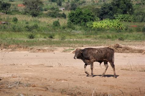 Torka ett allt större hot mot djur och människor