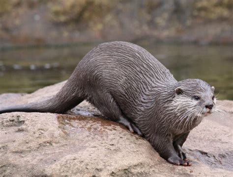 Otters in the UK are heavily exposed to toxic 'forever chemicals'