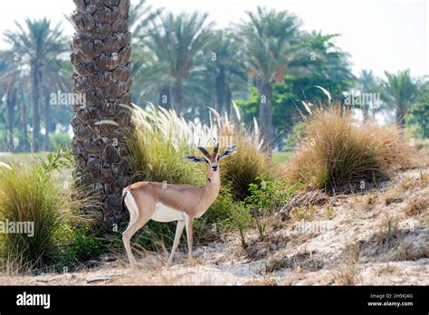 An Oryx Peers Back At The Viewer In The Saadiyat Area Of Abu Dhabi Uae