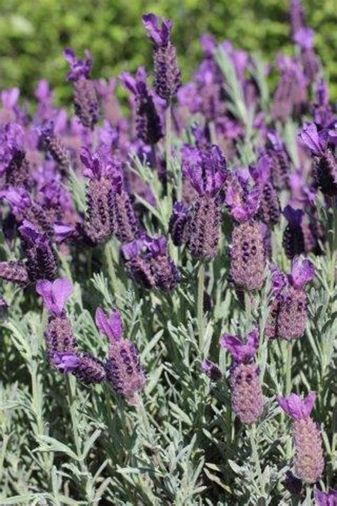 Lavandula Angustifolia Hidcote Blue Devil Mountain Wholesale Nursery