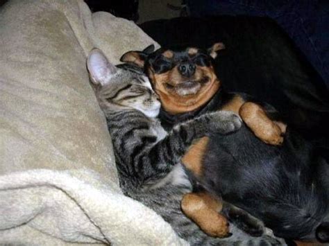 Smiling Dog And Cat Animals Animals Friends Cute Animals