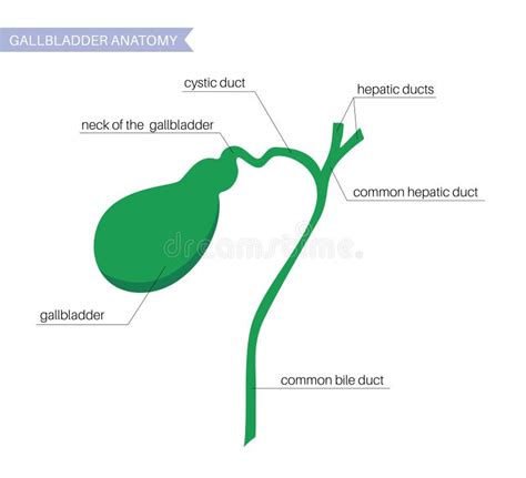 Gallbladder Anatomy Poster Stock Vector Illustration Of Human 253857539