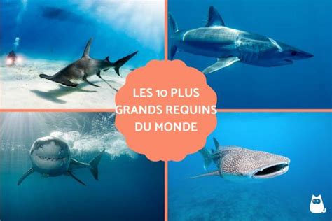 Les Plus Grands Requins Du Monde