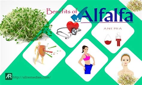 15 Benefits Of Alfalfa Sprouts And Leaf