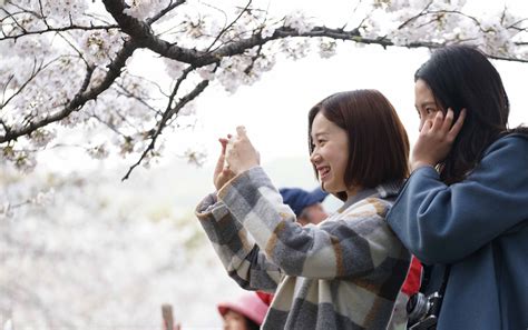 Visitors Flock To Cherry Blossoms At Wuhan University Chinadaily Cn