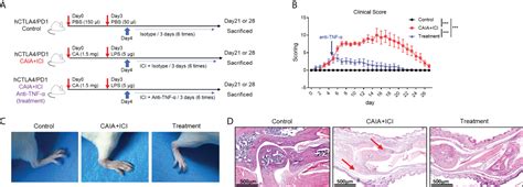 Frontiers Tnf α Inhibitor Ameliorates Immune Related Arthritis And Pneumonitis In Humanized Mice