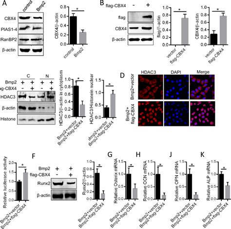 CBX4 Suppressed Bmp2 Activation Of The Runx2 Pathway By Stabilizing The