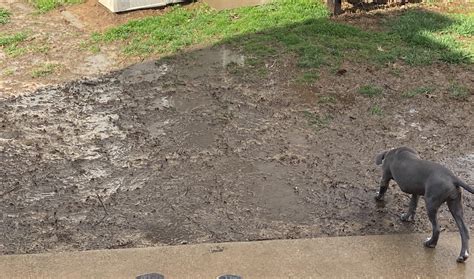 Inexpensivetemporary Fit To Keep My Dogs From Tracking This In R