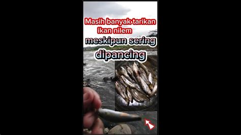 Mancing Sore Hari Umpan Roti Klik Di Arus Deras Mancing Danenmancing