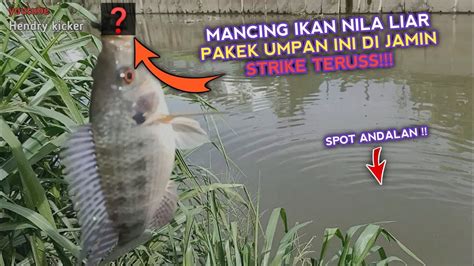 MANCING IKAN NILA LIAR PAKEK UMPAN INI DI JAMIN STRIKE TERUS YouTube