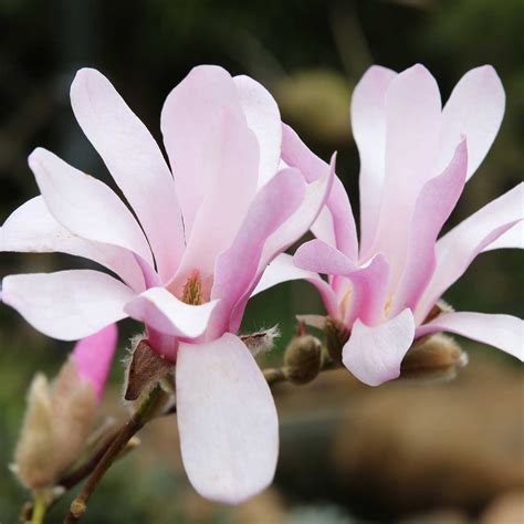 Stern Magnolie George Henry Kern Annas Garten