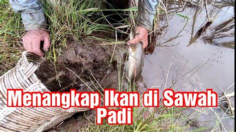 Cari Ikan Di Sawah Padi YouTube