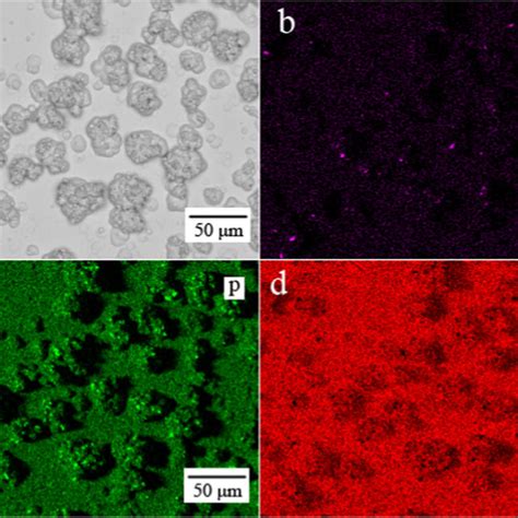 The Ac Impedance Of The Ni Ni P Ni Tib And Ni P Tib Coatings In