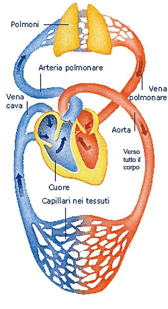 Schema Circolazione Sangue Fare Di Una Mosca