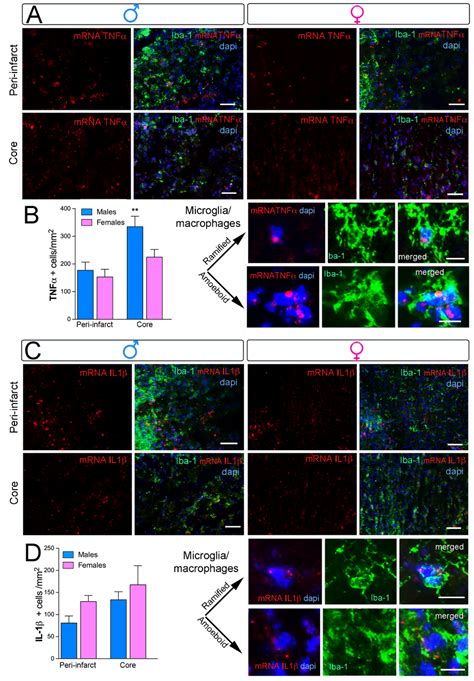 Ijms Free Full Text Early Sex Differences In The Immune