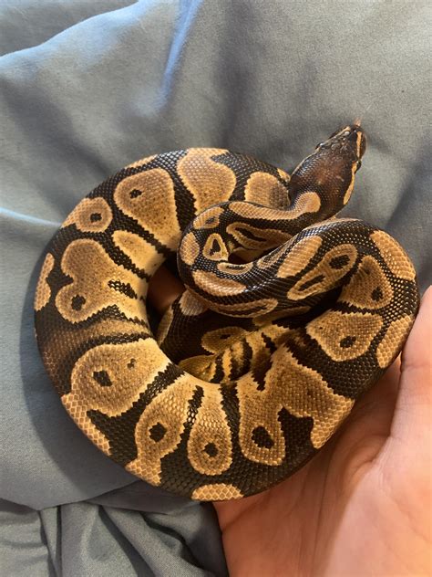 Caramel Albino Burmese Python