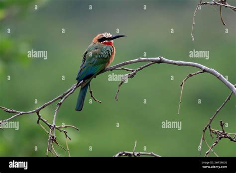 White Fronted Bee Eater Merops Bullockoides Adult On Wait Kruger