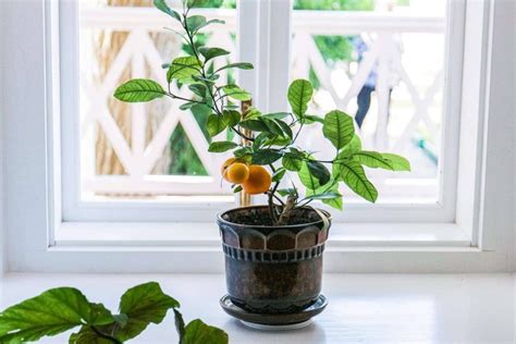 How To Grow Lemons From Seeds A Complete Guide