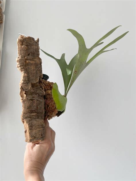 Platycerium Alcicorne Africa Furniture And Home Living Gardening