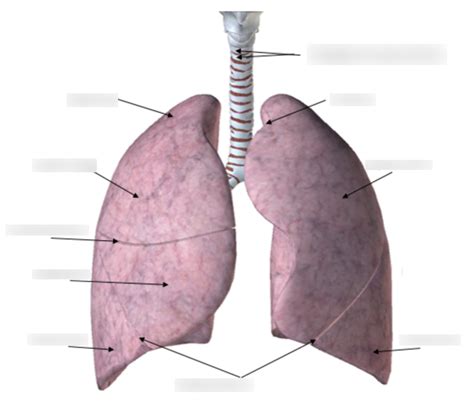 Anterior View Gross Anatomy Of The Lungs Diagram Quizlet