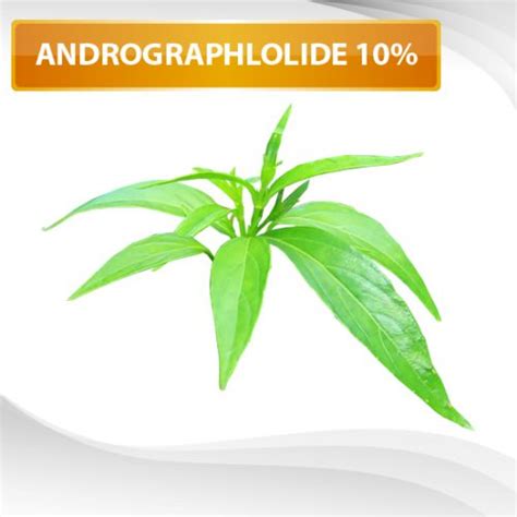 Andrographis Extract Powder Andrographolides