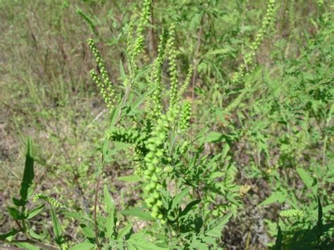 Blame Ragweed Not Goldenrod For Fall Hay Fever Gardening In The Panhandle