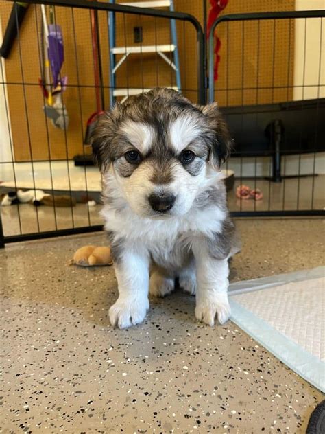 Siberian Husky/German Shepard Mix Puppies