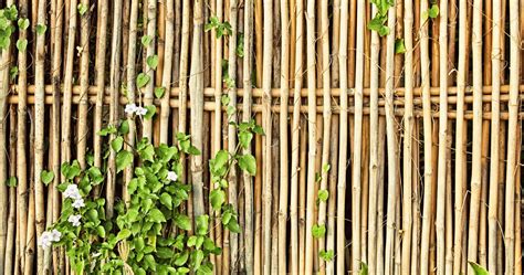 bambou deco exterieur idees  conseils pour  jardin magnifique